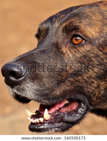 Closeup of face and snout of magnificent canary dog staring with open mouth and showing its large tusks, on unfocused natural background