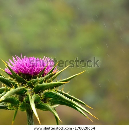Magnificent milk thistle a rainy day with its splendid purple stamens full of water drops, on blurred natural background