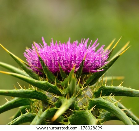Vigorous milk thistle in all its splendor with small water drops of dew on its radiant purple stamens, with greenish natural background out of focus