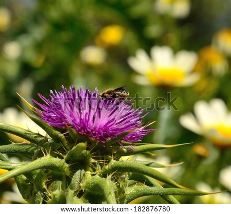 Spectacular milk thistle with worker bee sucking pollen on its delicious stamens, with blurry background of wild flowers