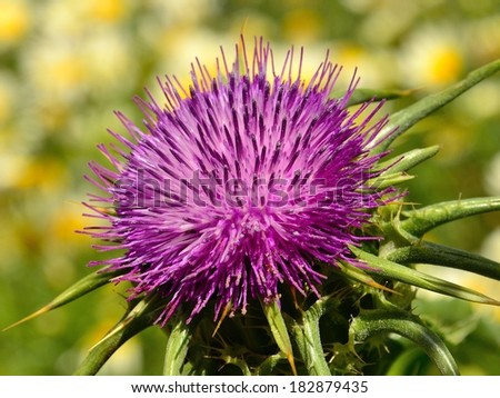 Beautiful rosette of milk thistle flower with the purple stamens showing all its splendor