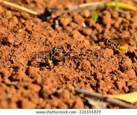 Worker wasp trying to get out from underground nest with a stone in its jaws