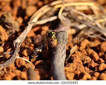 Worker wasp with a little stone in its jaws and trying to jump a stick