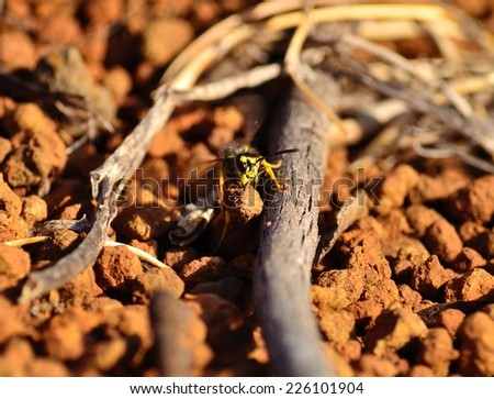 Worker wasp with a stone in its jaws and trying to pass a small branch on the soil