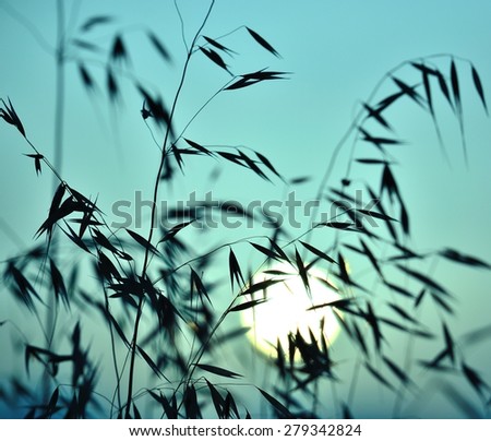 Colored image of oat plants at sunrise