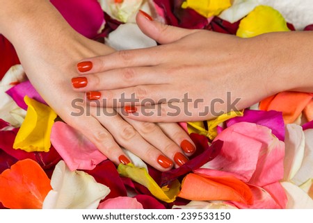 Gel nails are covered with red polish. Spa treatment for hands. Hands on a background of rose petals in spa salon.