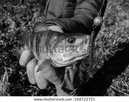 Freshly caught perch in the hands of the fisherman. Fishing, leisure. Fish caught on silicon bait.