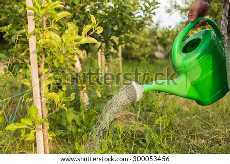 A gardener waters the plants from a watering can. Watering plants concept of farming and gardening.