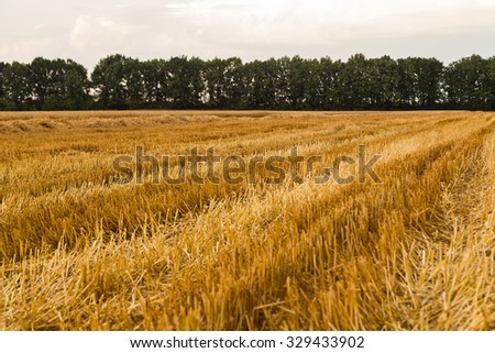 Beautiful landscape picture wheat field. Country summer landscape. Photo for agricultural magazines and websites. A beautiful photo for background.