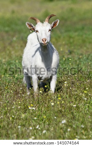 Funny goat on the meadow, Funny white goat grazing on the meadow with small flowers around