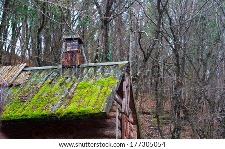 mossy roof of an old wooden house in the forest