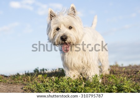 A west highland white terrier a very good looking dog