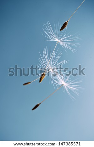 flying seeds