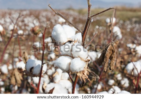Ripe cotton flower on cotton field in Turkey