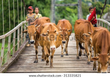 TULE, YENBAI, VIETNAM - AUGUST 1, 2015 : Unidentified Asian child labor tend cow on rice plantation, ox, children work at Vietnamese poor countryside, Vietnam, August 1, 2015