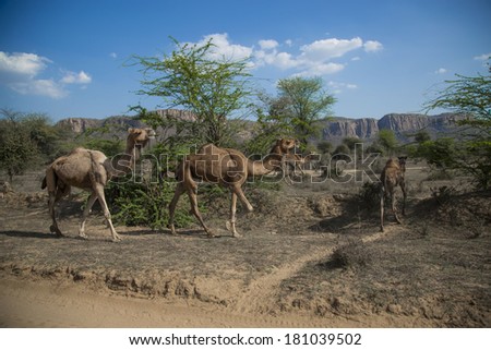 Group of one-humped Asian camels (dromedary) crossing the dry desert plains of Ranthambore National Park in Rajasthan, India, on a bright sunny day, with the background of ancient Aravalli mountains.