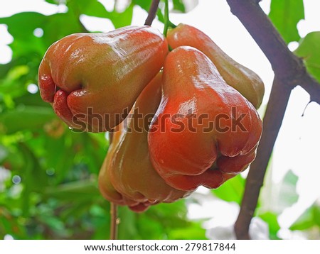 Rose apple is a tropical frui whicht has a lot of fiber and water .It is good for degestive system  and health.