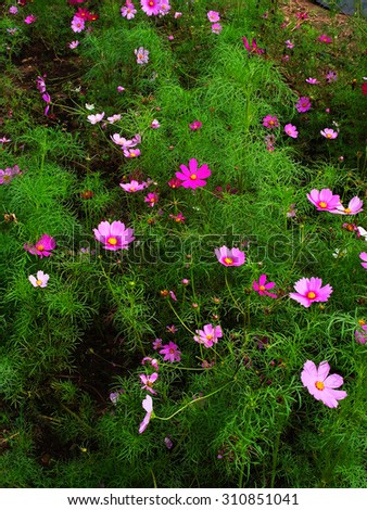 Cosmos are annual flowering plants in the sunflower family. The flowerheads are bowl or cup shaped and flower colors are variable.