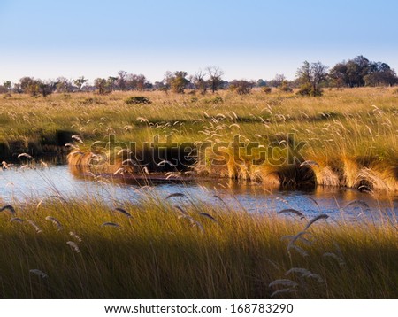 Landscape at Okavango river (Mopane Tongue, Moremi Game Reserve, Botswana)