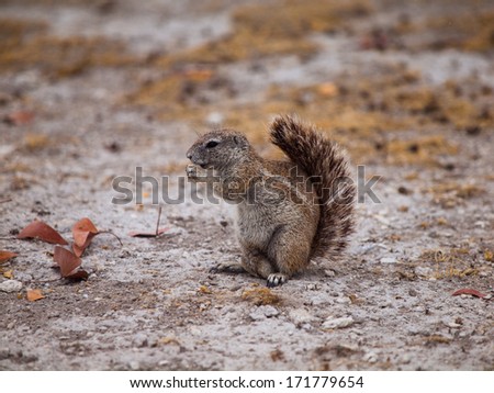 Eating Cape ground squirrel in dry land (Xerus inauris)