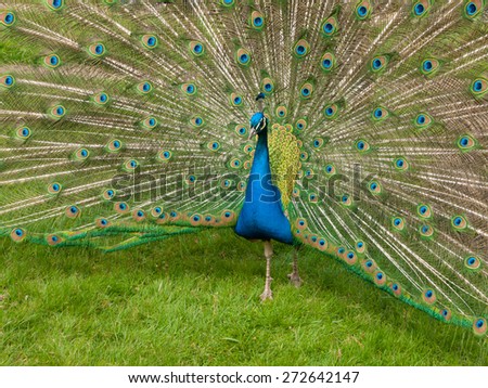 Portrait of beautiful peacock with colorful feathers fanned out