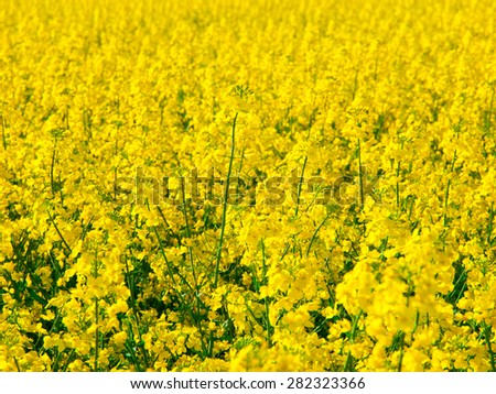Yellow field of rape plant, used for making canola oil or adding in biofuel, yellow background