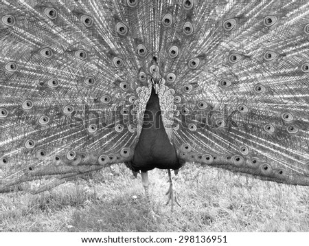 Portrait of beautiful peacock with colorful feathers fanned out, black and white image