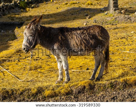 Brown donkey standing on a dry yellow grass
