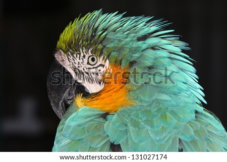 Blue, Gold, and Green Macaw Parrot