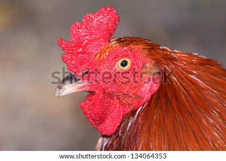An Isolated Red Rooster
