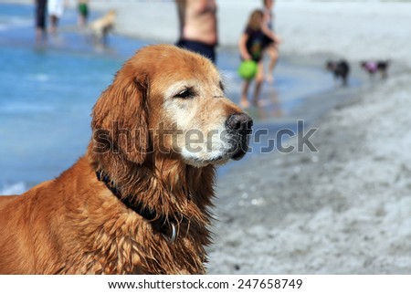 An Older Golden Retriever Enjoying the Sun at the Beach
