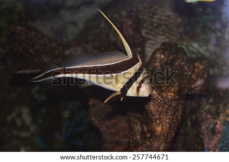The Black and White Spotted Drum (Equetus Punctatus) Saltwater Fish with a Live Rock Background.
