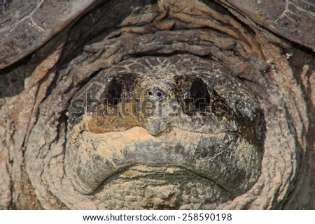 A Closeup of a Large Snapping Turtle (Chelydra Serpentina)