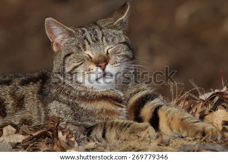 A Feral Cat With Bengal Cat Like Striping Enjoying the Sun on a Warm Day