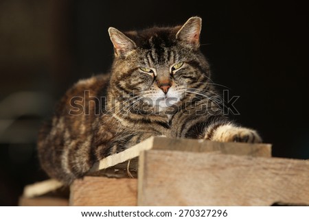 A Feral Cat Sleeping Outside on a Shipping Crate