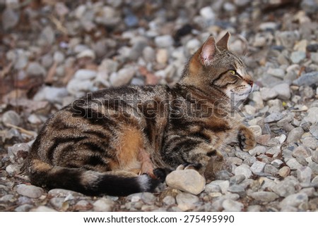 A Wild Feral Cat Resembling a Bengal Cat Sleeping Outside on a Pile of Rocks