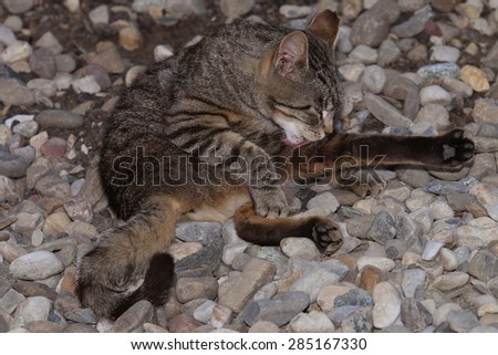 A Feral Cat Stretching as Much as it Can While Trying to Clean its Fur