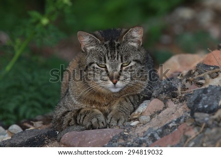 A Feral Cat Sleeping Outside