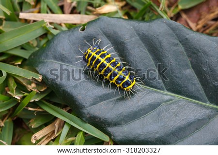 Caterpillars on leaves