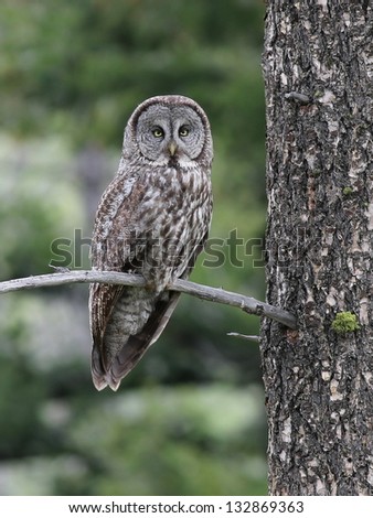 An elusive Great Gray Owl perched on a branch in Eastern Washington