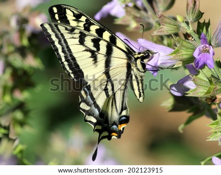 Western Tiger Swallowtail Feeding