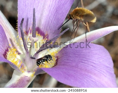 Bee and Bee-fly on a Mariposa Lily