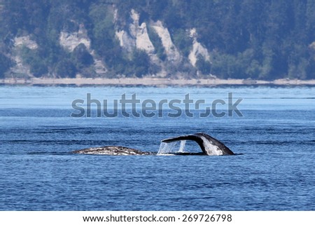 Gray Whales in Puget Sound