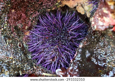 Purple Sea Urchin in a Rock