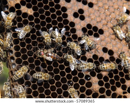 queen bee in the honey comb with honey