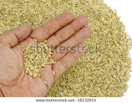 a full of herbal fennel seeds on the hand