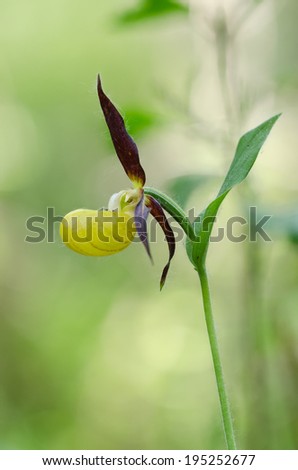 Yellow Lady\'s slipper orchid (Cypripedium calceolus)