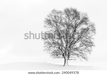 Snow covered tree isolated on white background photographed near Andechs, Bavaria, Germany