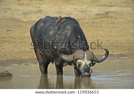 A huge Buffalo drinks in the heat of the day