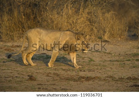 A male lion arrives at the waterhole after a night hunting